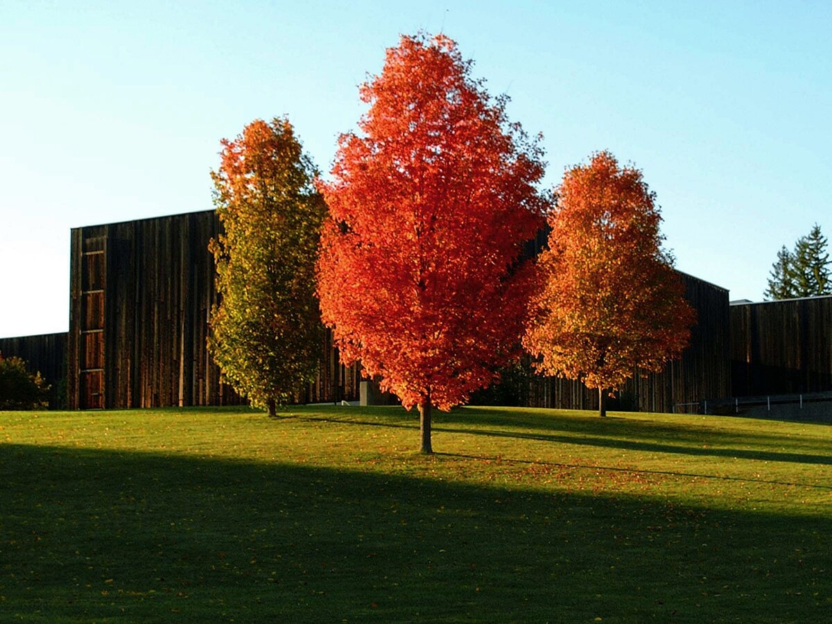 three trees in autumn colors