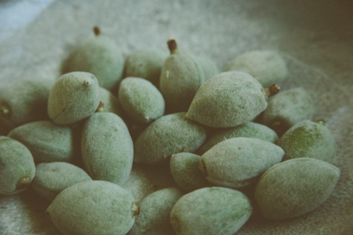 A close up of green almonds