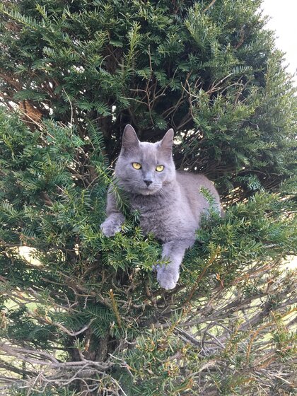 Image of a cat in a tree
