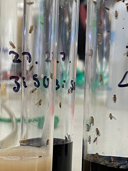 Image of fruit flies in test tubes