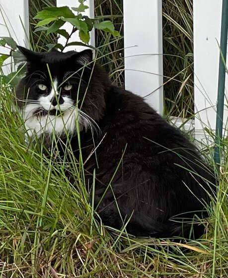 Image of cat in the grass
