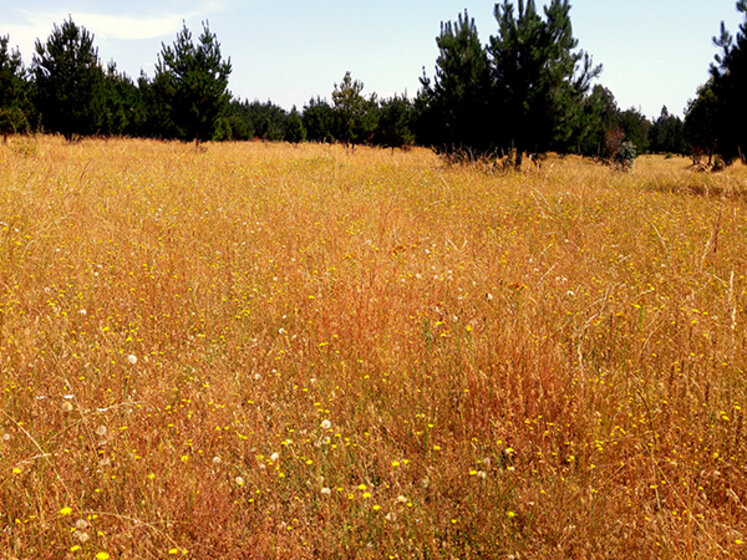 Field in rural Patagonia