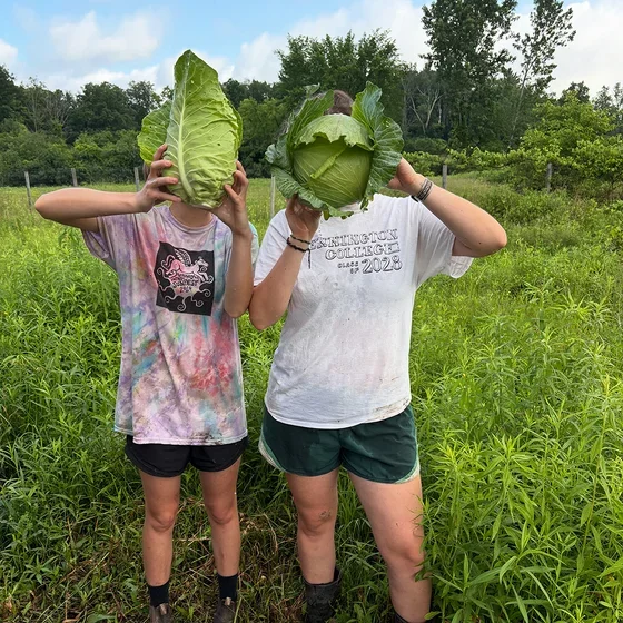 cabbage heads