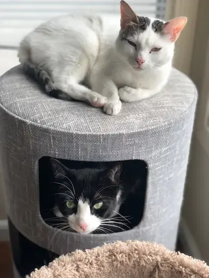 Image of two cats