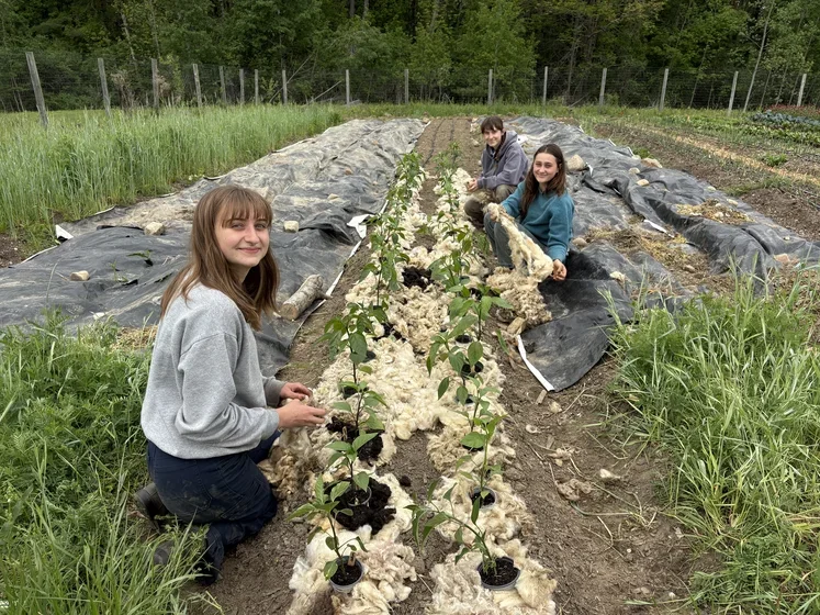 Students harvesting at Purple Carrot Farm