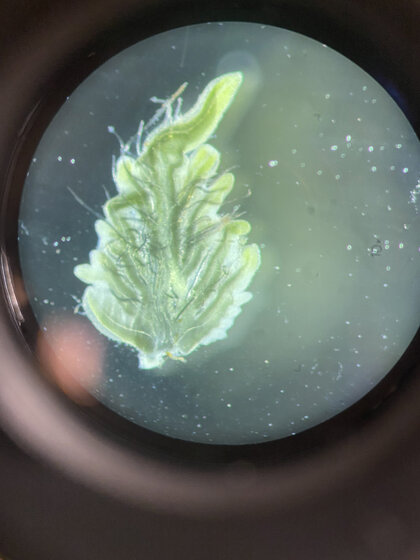 Image of leaf under microscope